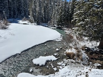 Beautiful brook on the back of property