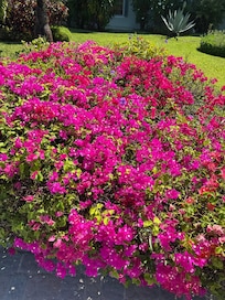 The grounds