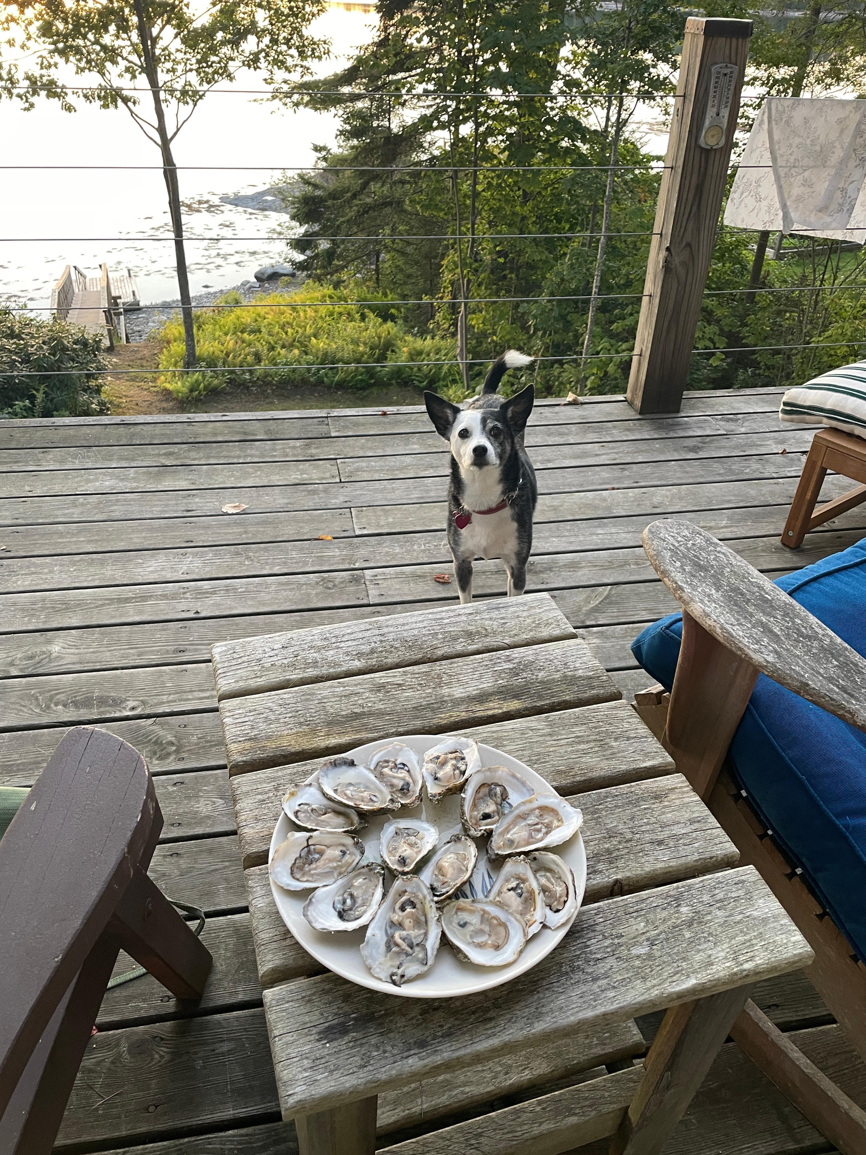 Delish oysters from Ray at Friendship Oyster Company up the road! 