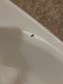 a dead fly!!