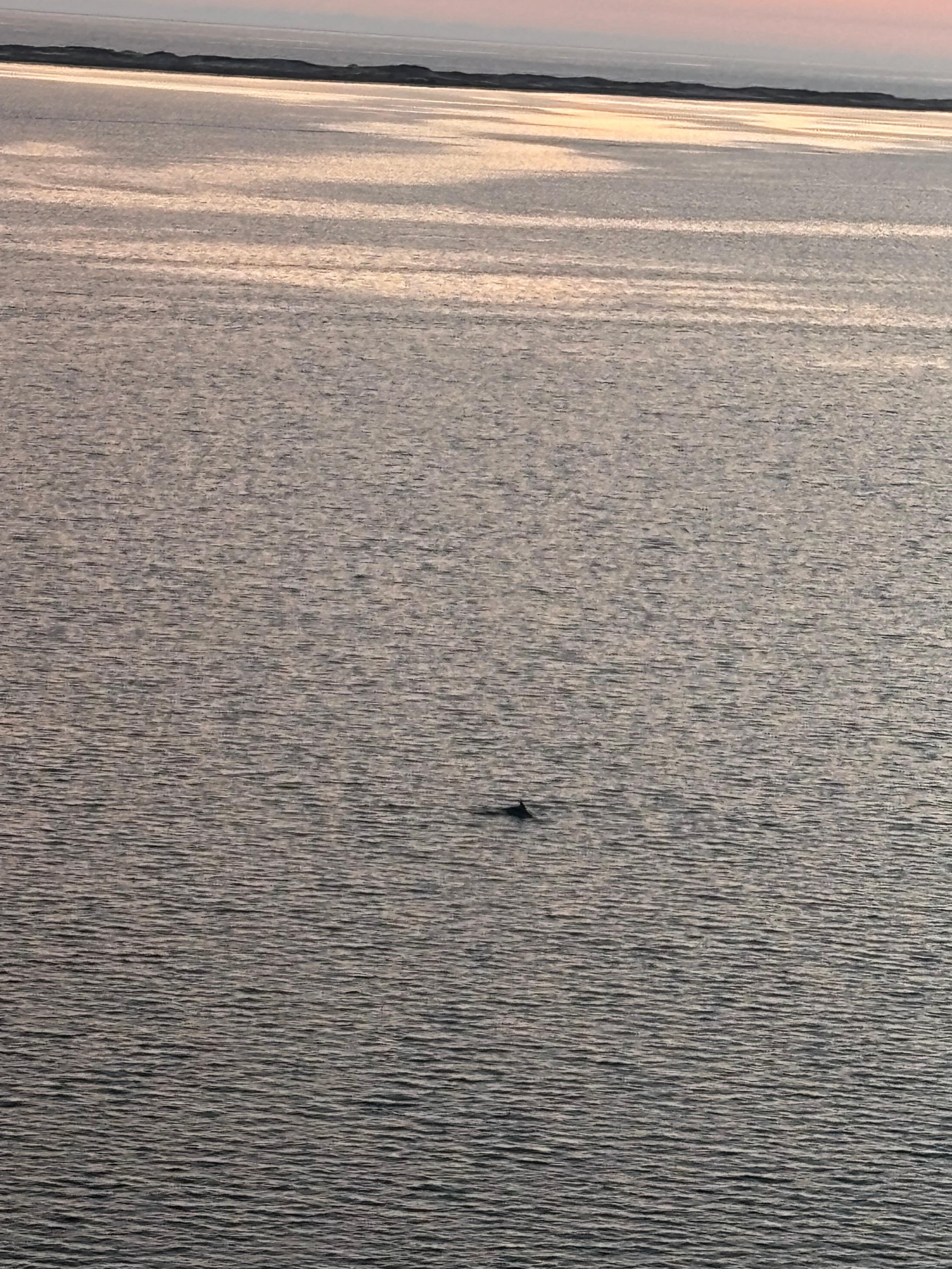 Dolphins from balcony!