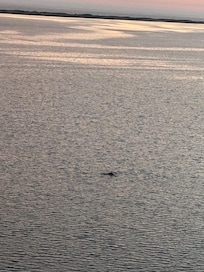 Dolphins from balcony!