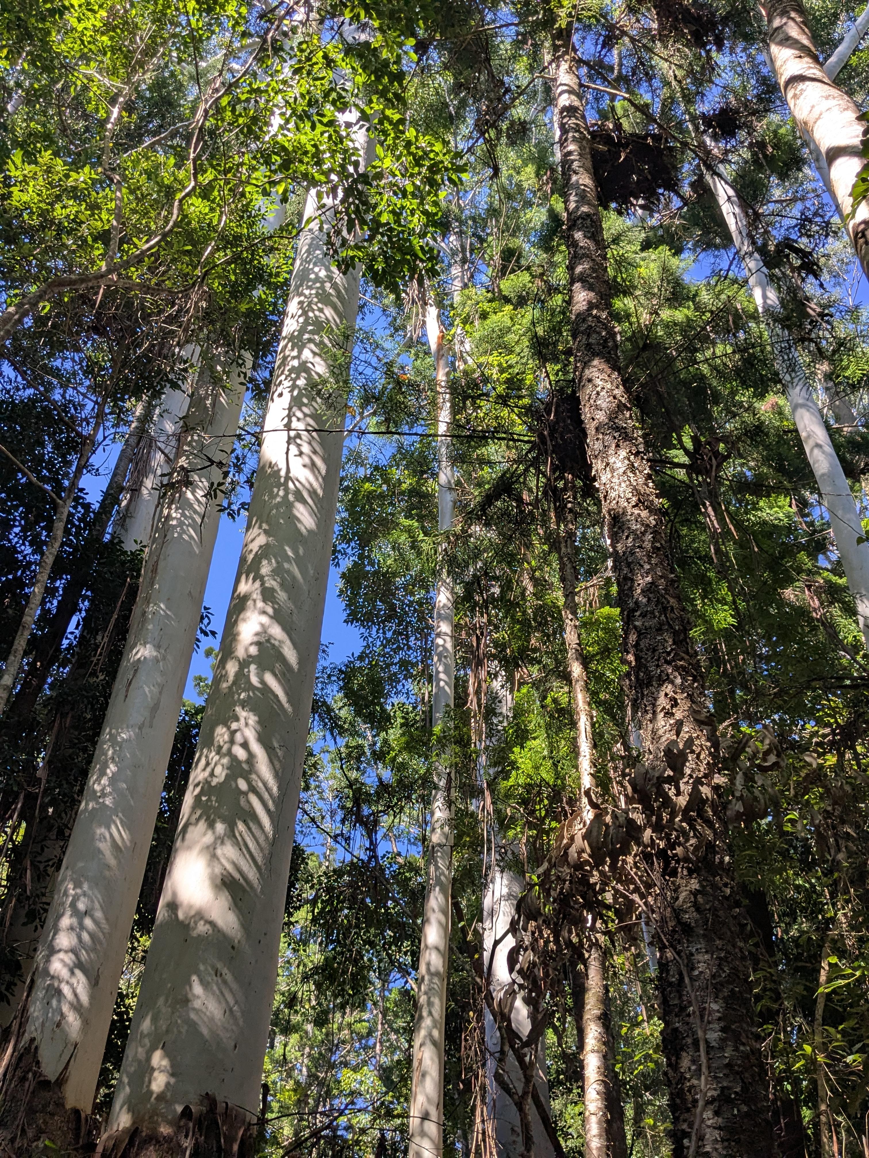 Tall timbers at Central Station 
