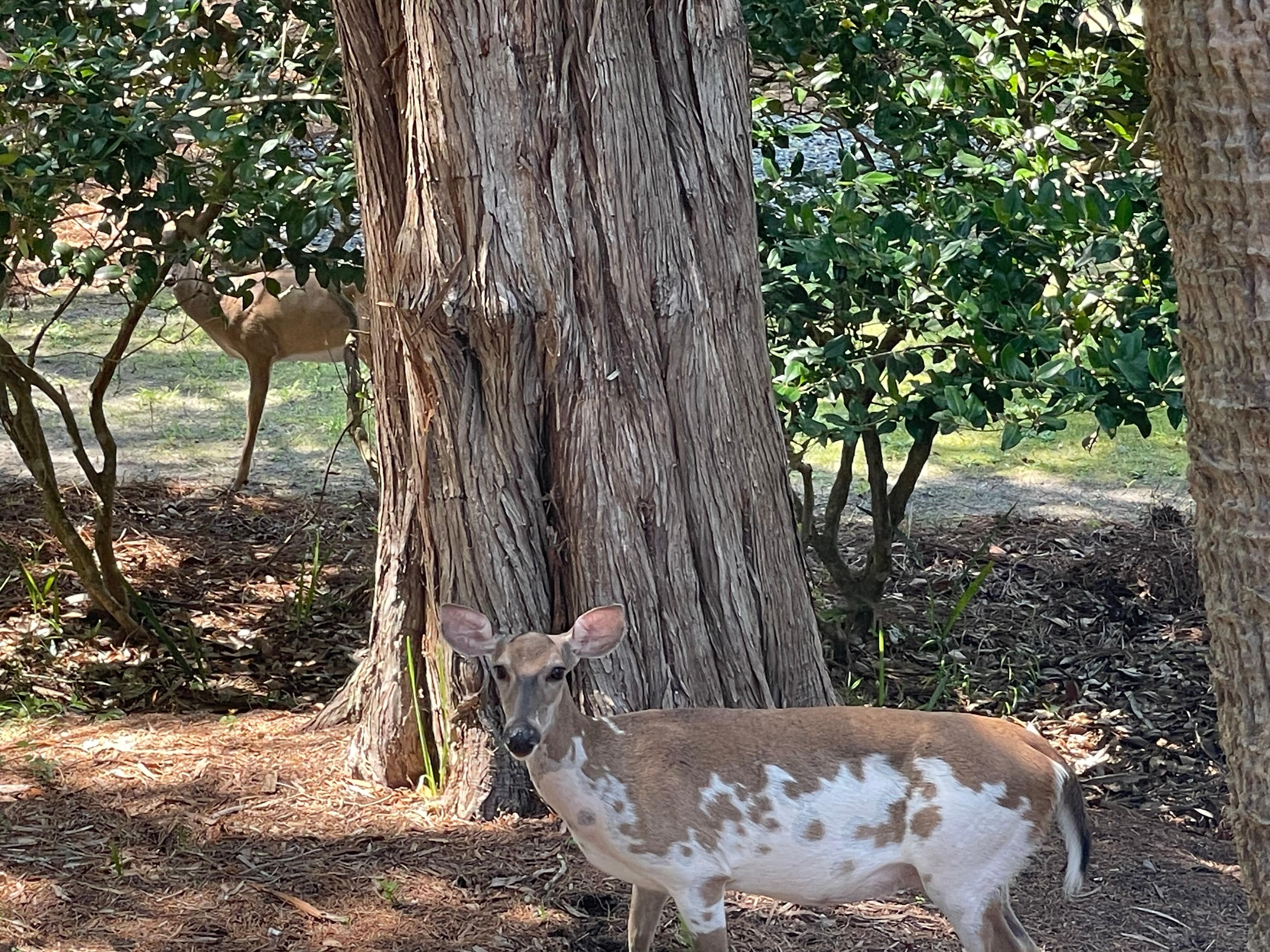Partial Albino deer and it’s friend