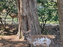 Partial Albino deer and it’s friend