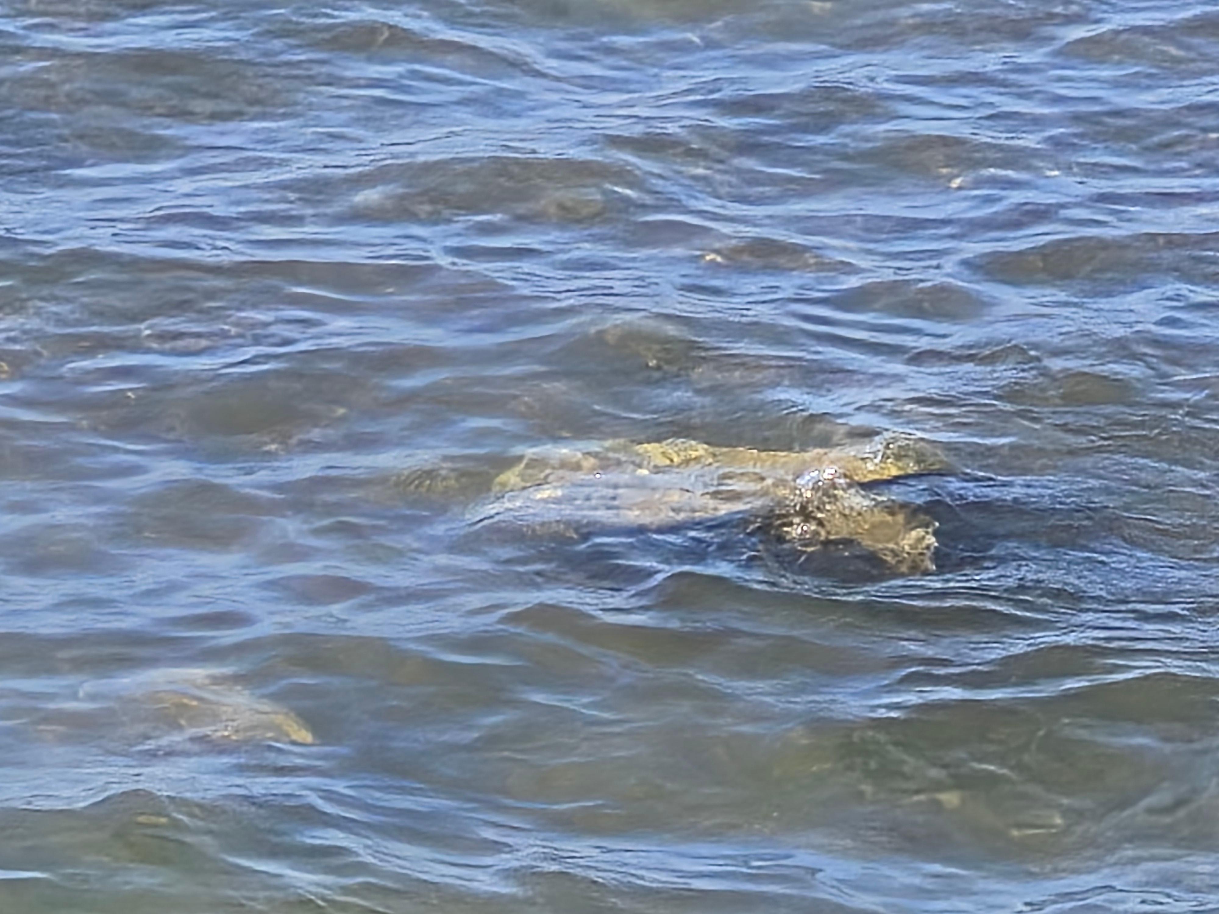 Turtle on the north shore