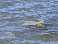 Turtle on the north shore