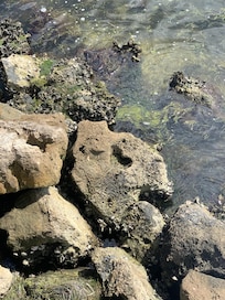 Off the pier the heart rock