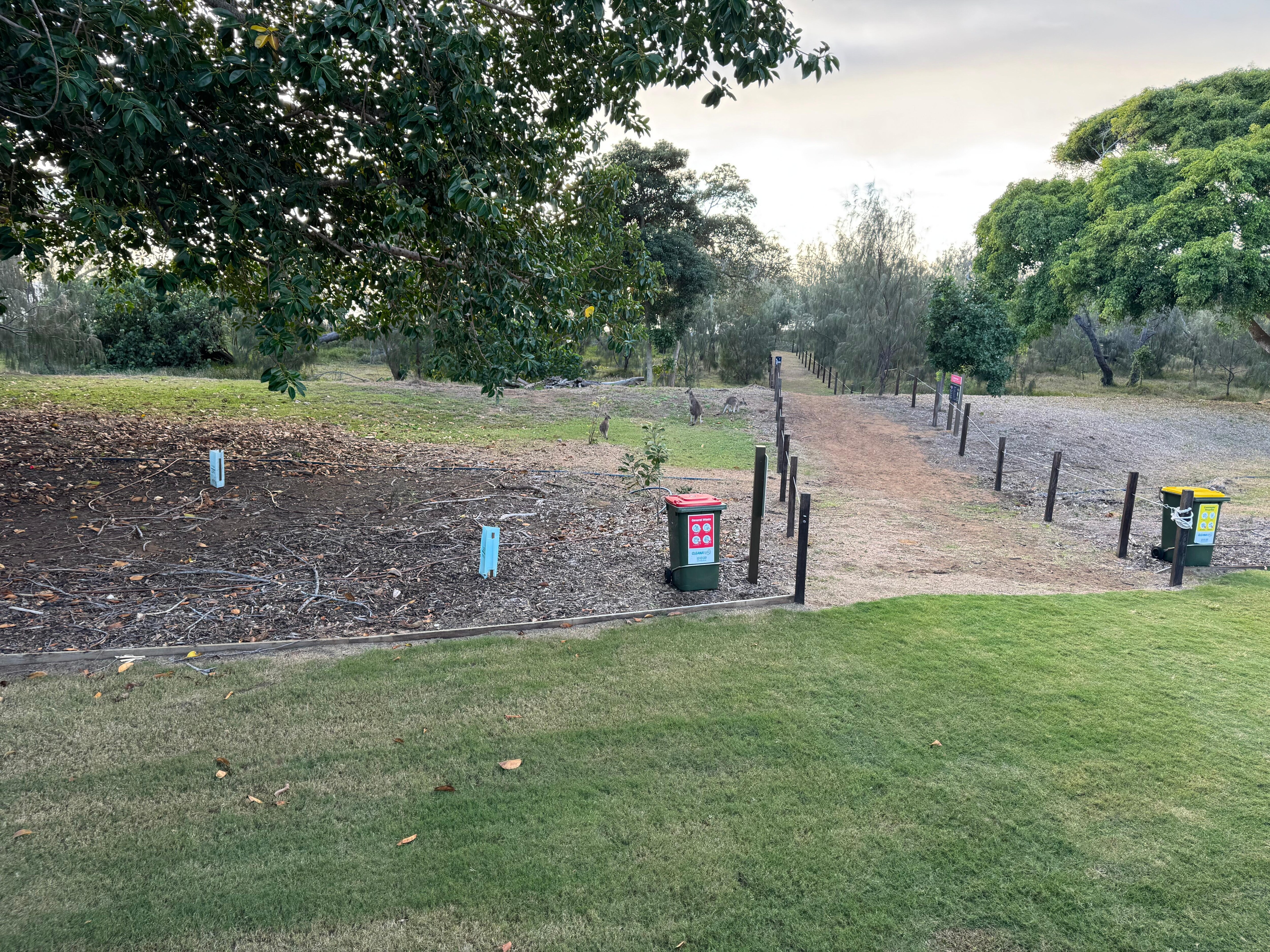 Kangaroos outside our door