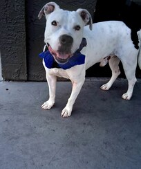 They were very accommodating to my service dog ACER...Thank You!