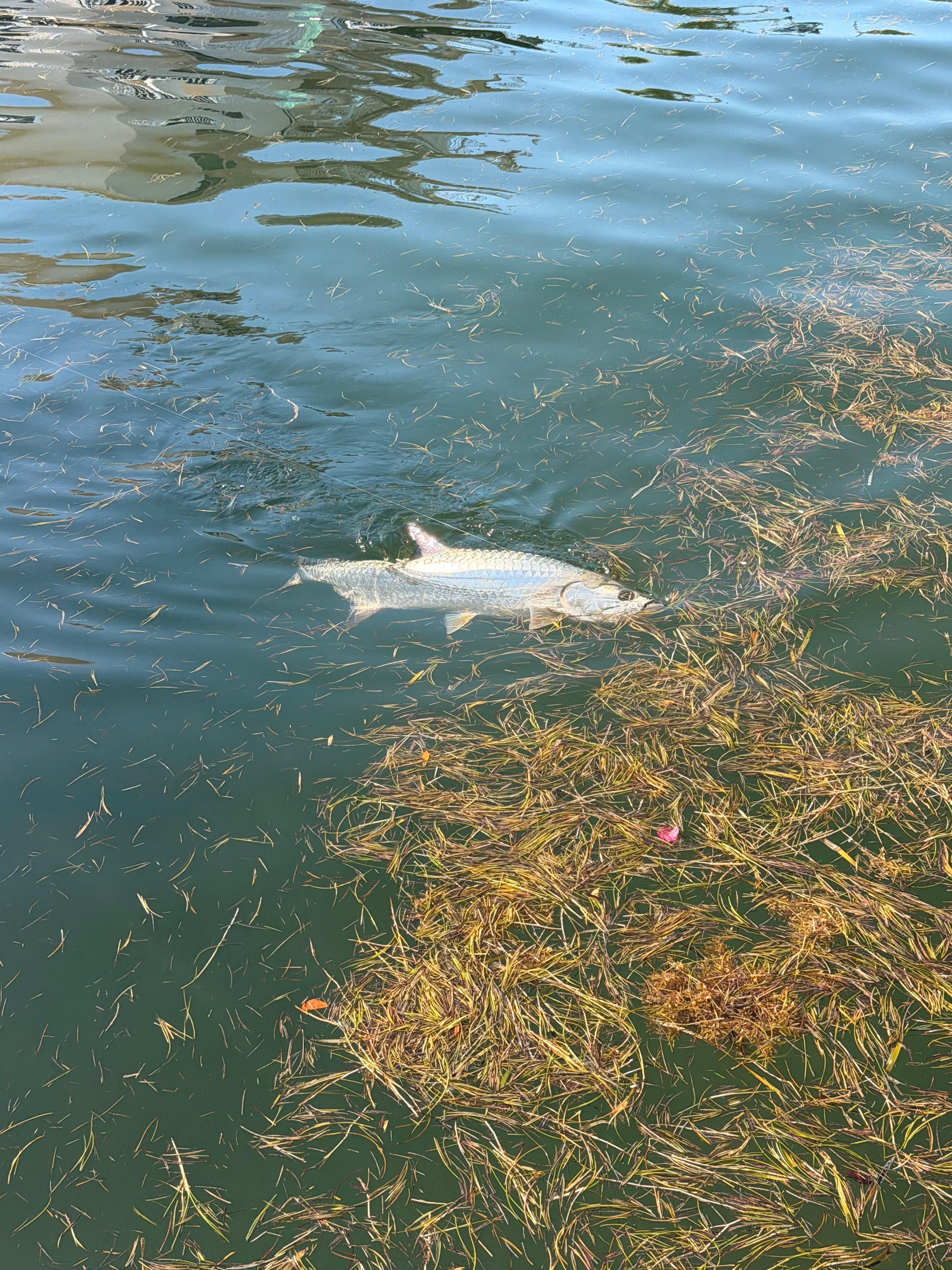 About a 5 foot tarpon in canal - even on the only day with seaweed during high tide.