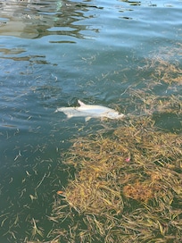About a 5 foot tarpon in canal - even on the only day with seaweed during high tide.