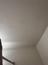 Black mold