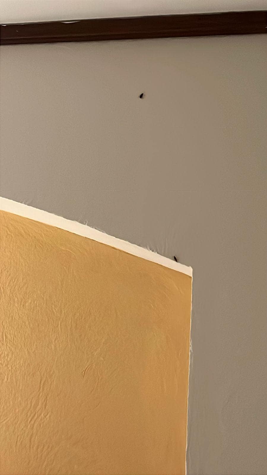 Las cucarachas en las habitaciones 