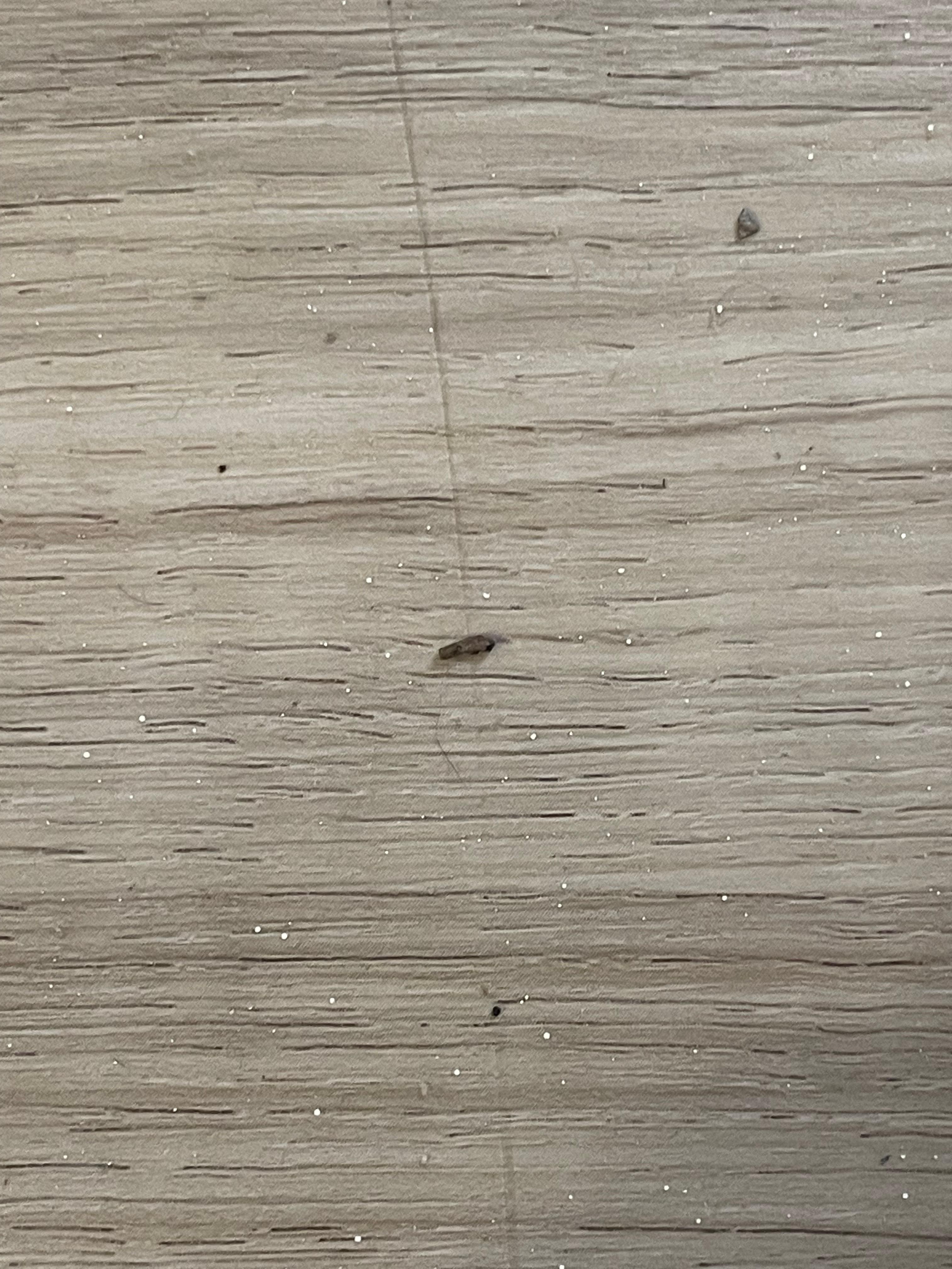 Bugs on the floor