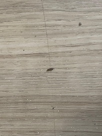 Bugs on the floor