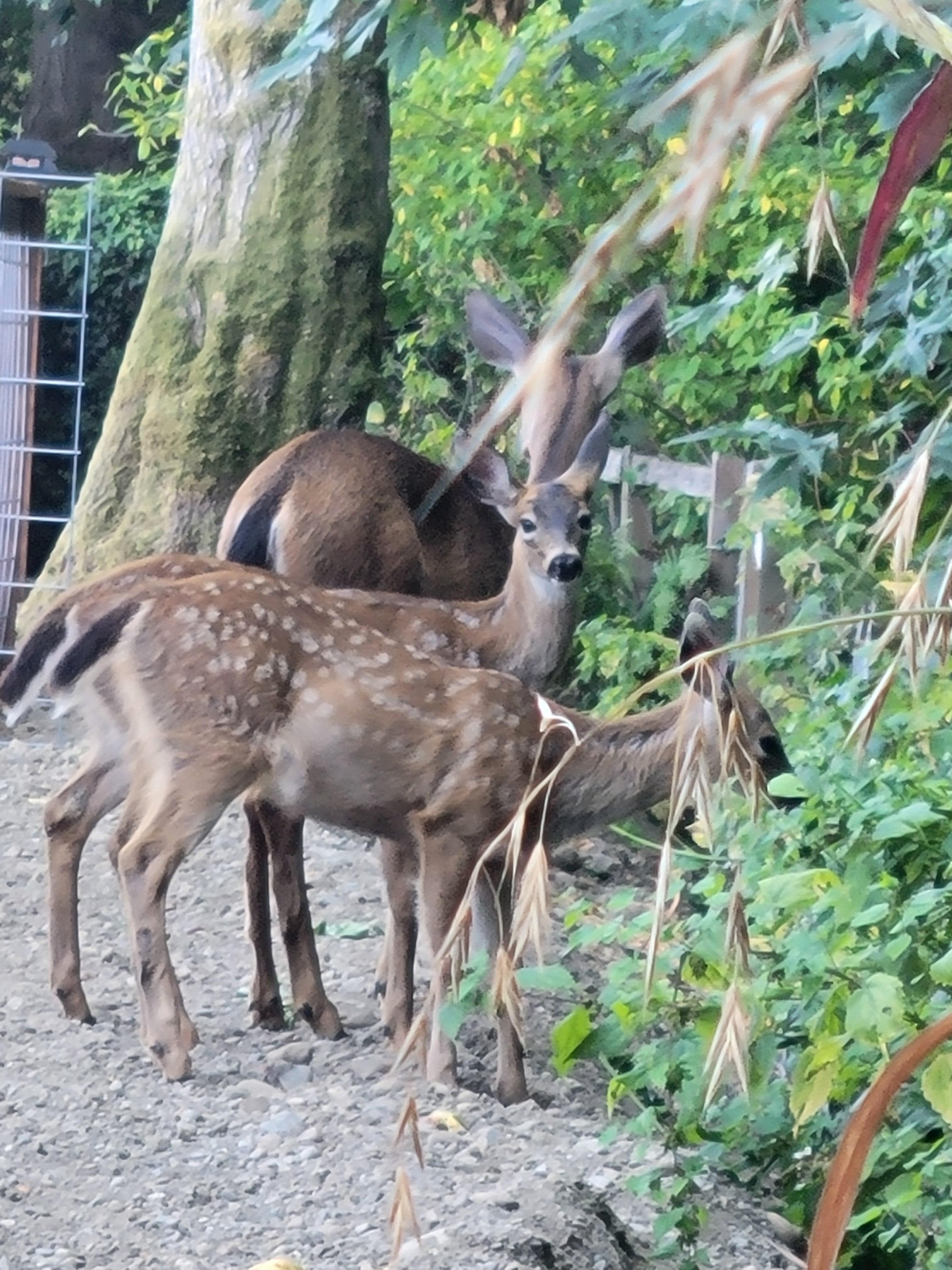 Munching blackberries