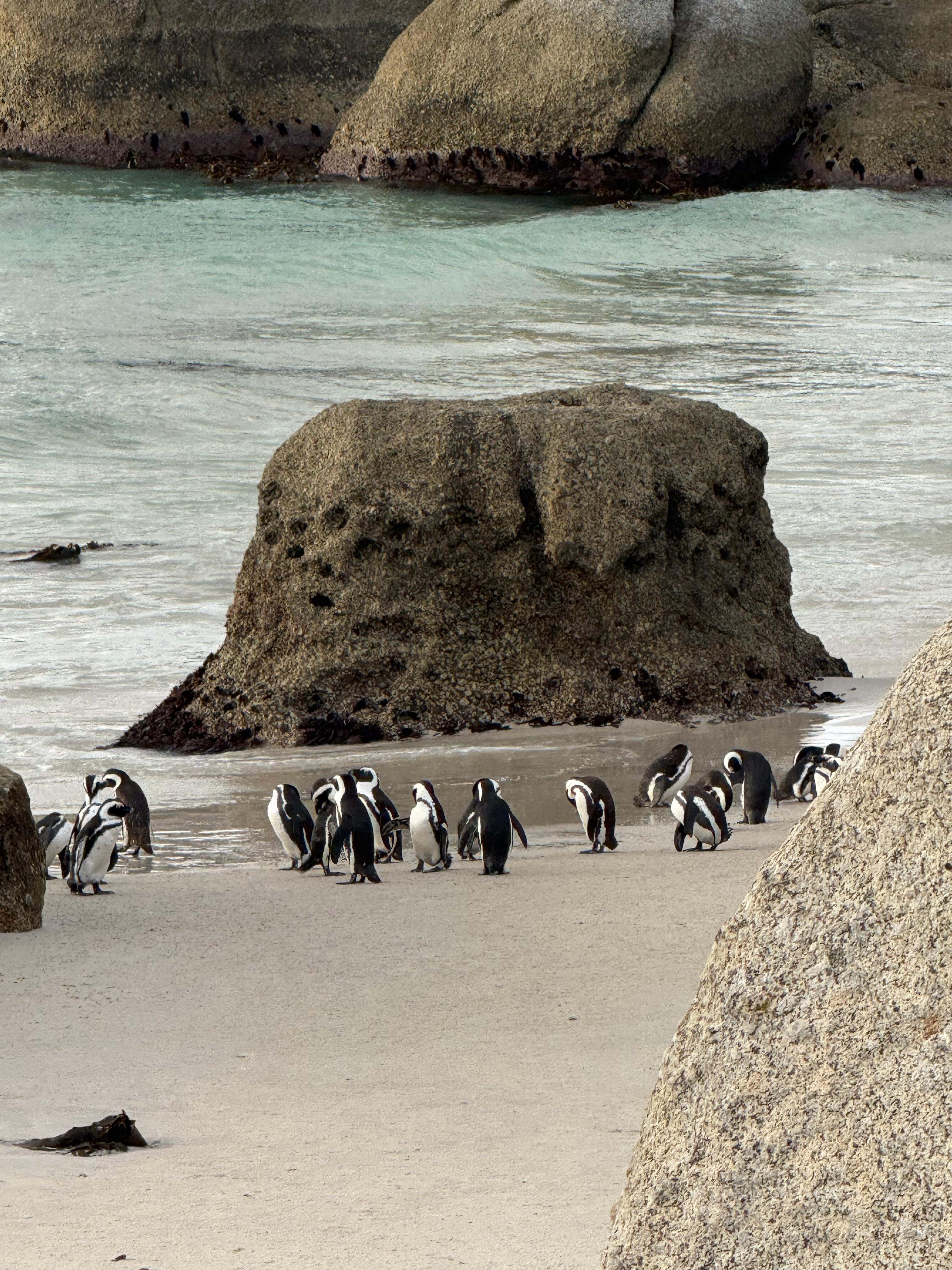 African penguin colony