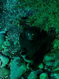 Bear in the river while on the balcony at the motel. Awesome views.