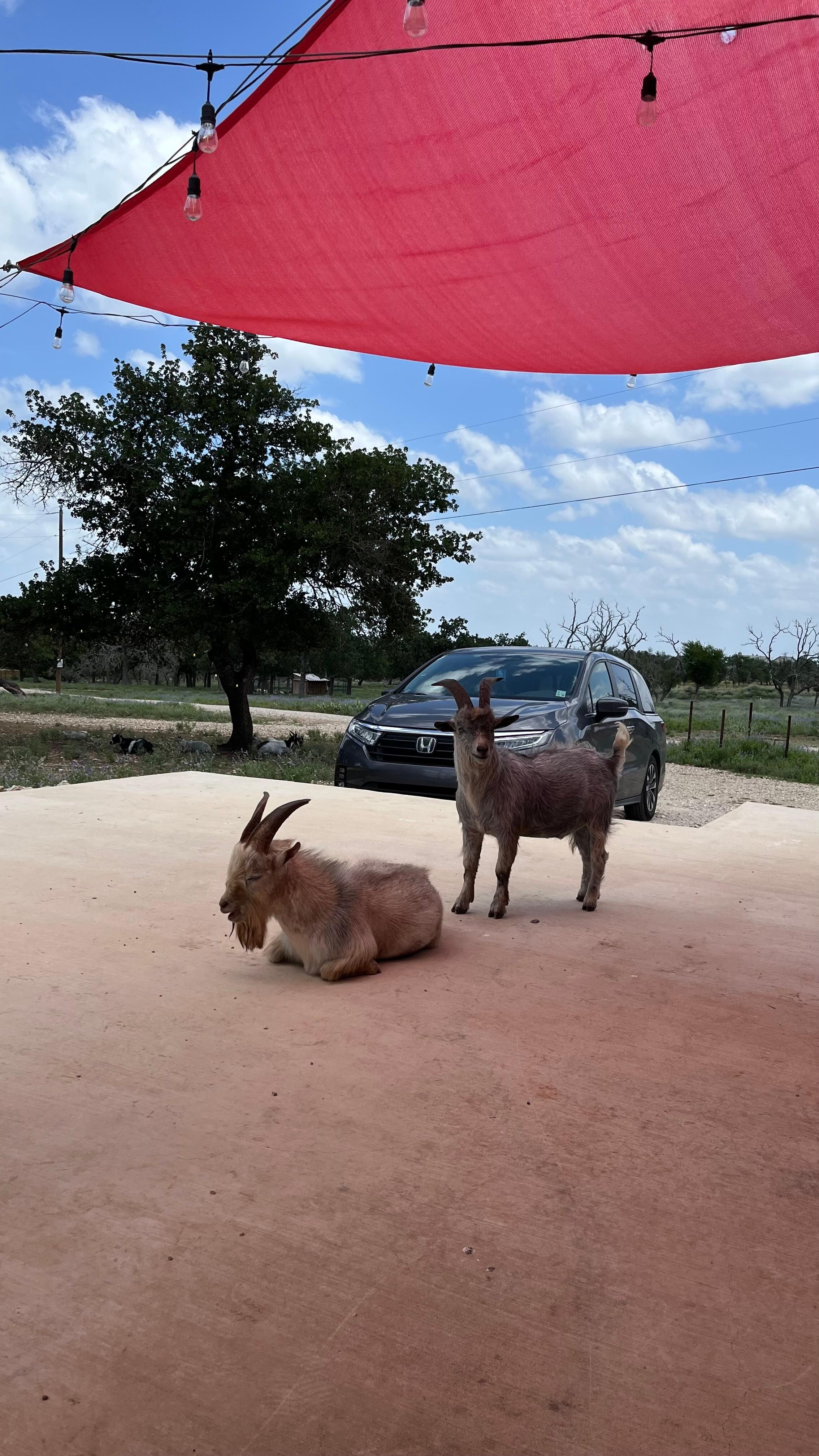 Goats loved to visit!