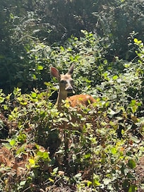 Deer at nearby Rathtrevor park