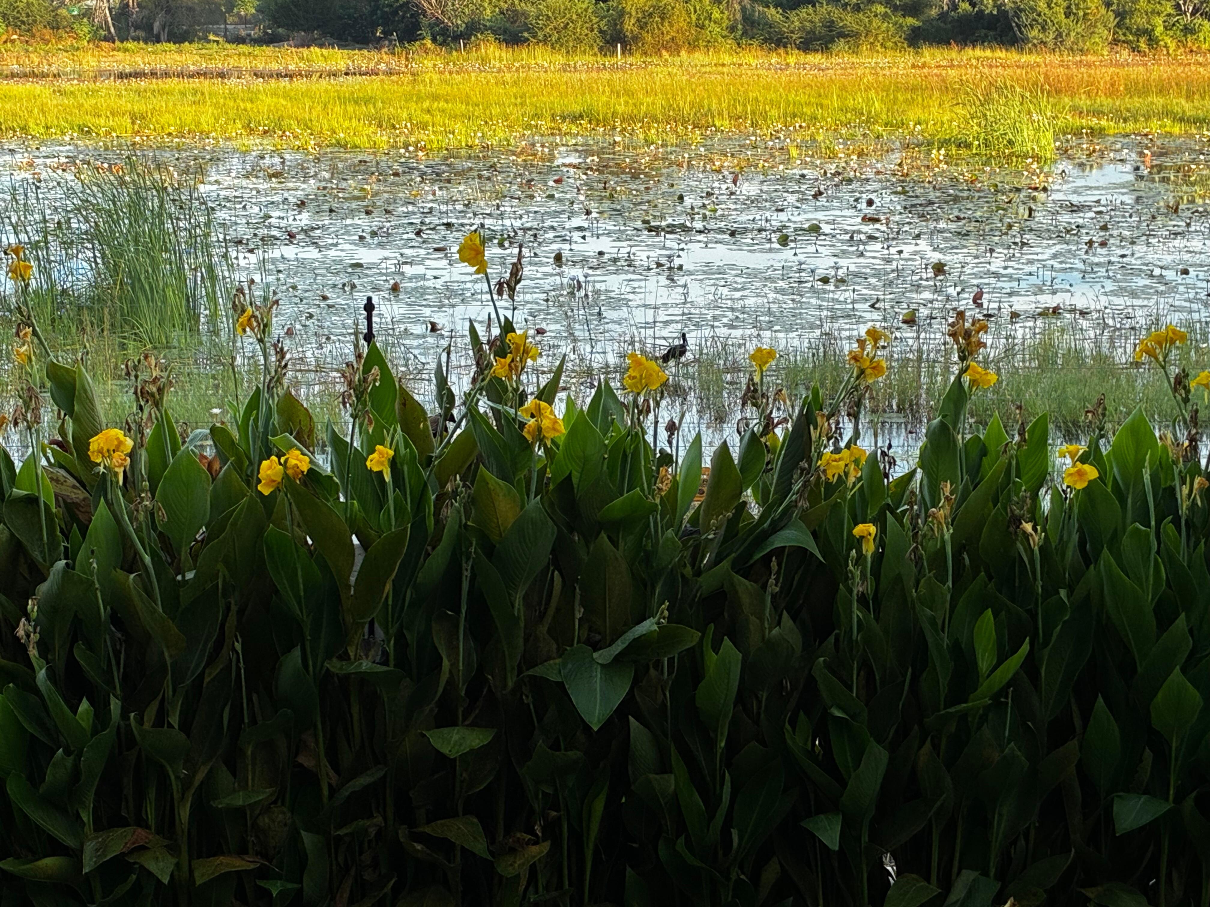 White water lily flower and all kinds of birds