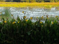 White water lily flower and all kinds of birds