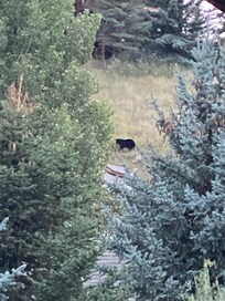Neighborhood black bear on the hill - (pic from the second level deck)
