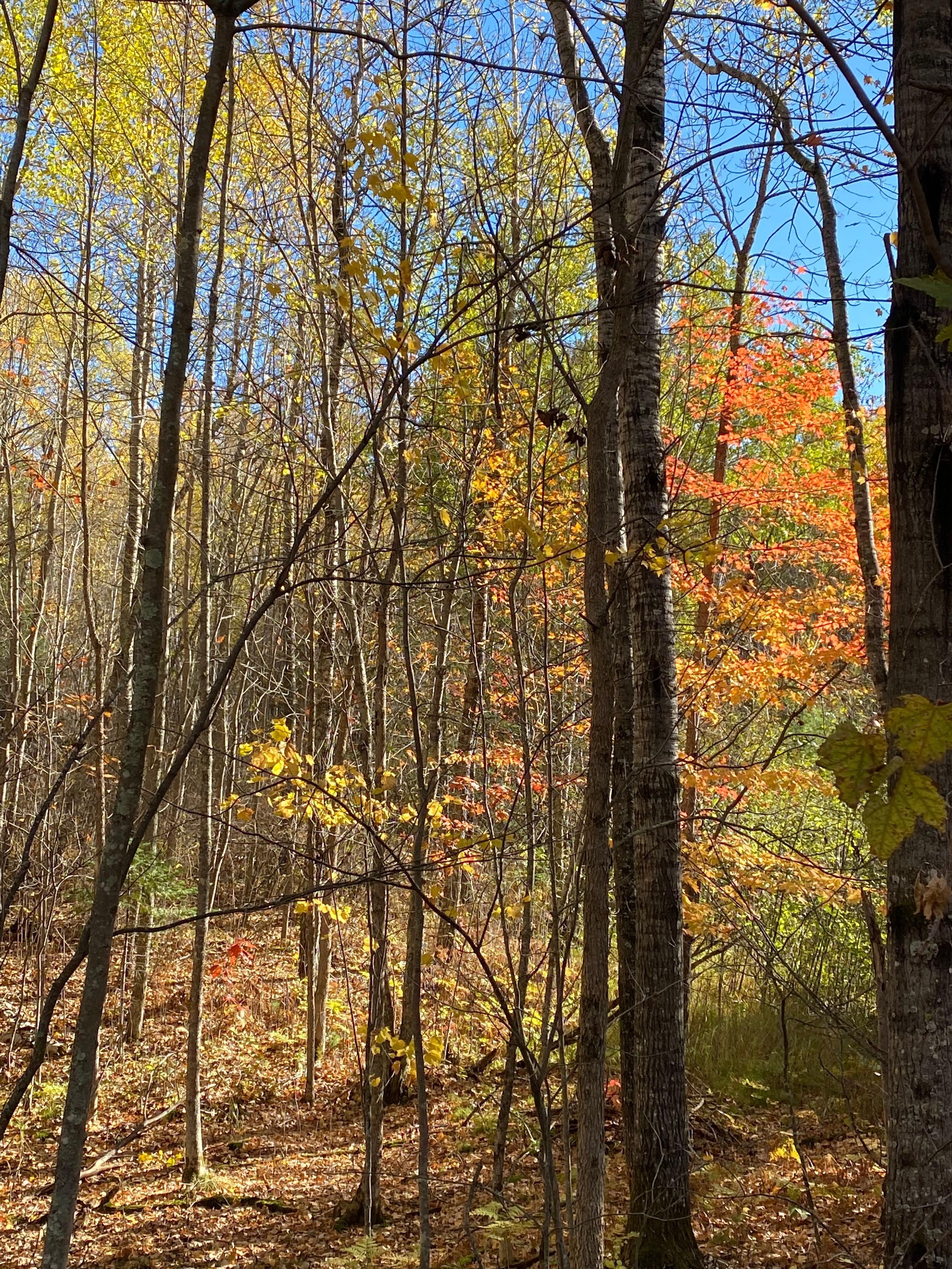 Hiking at Suomi Trails