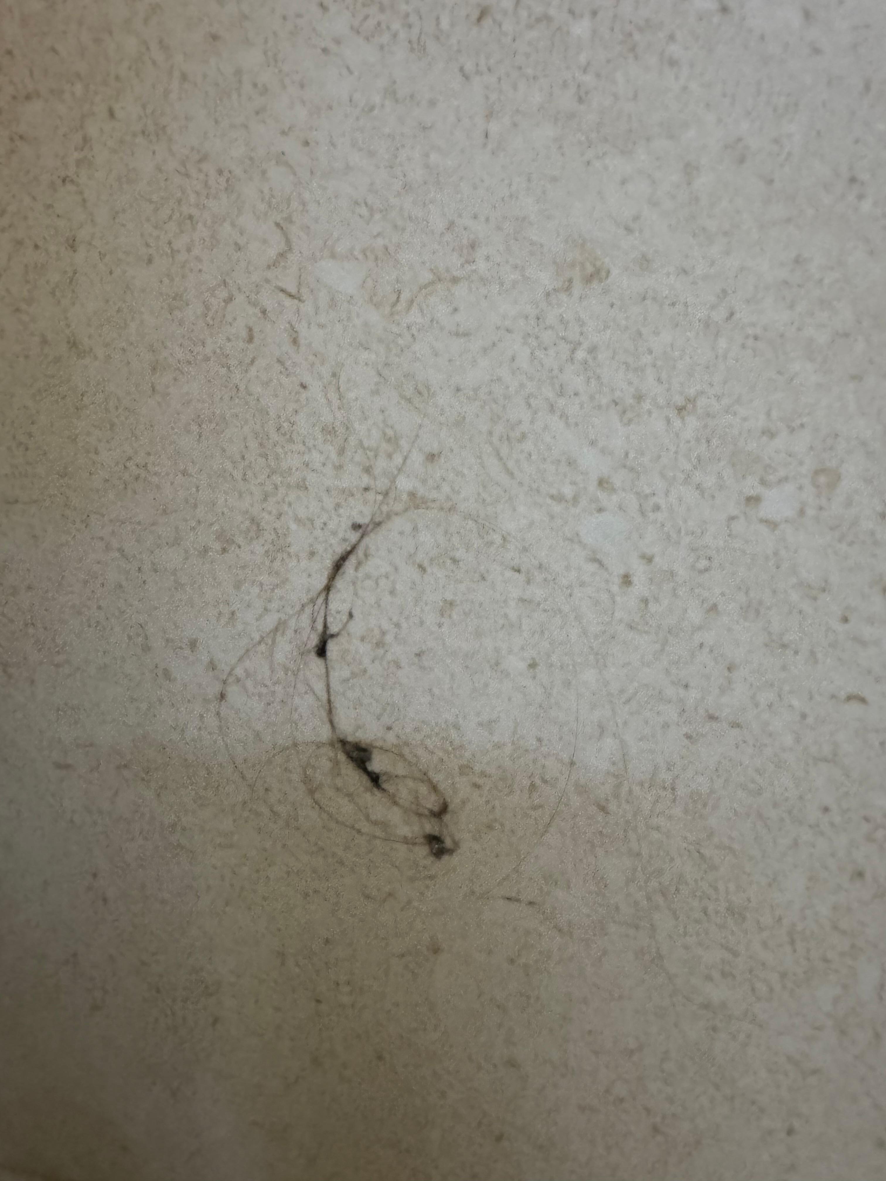 Place was not clean upon arrival. This was a nasty hair mess stuck to the wall in plain sight right by the sink
