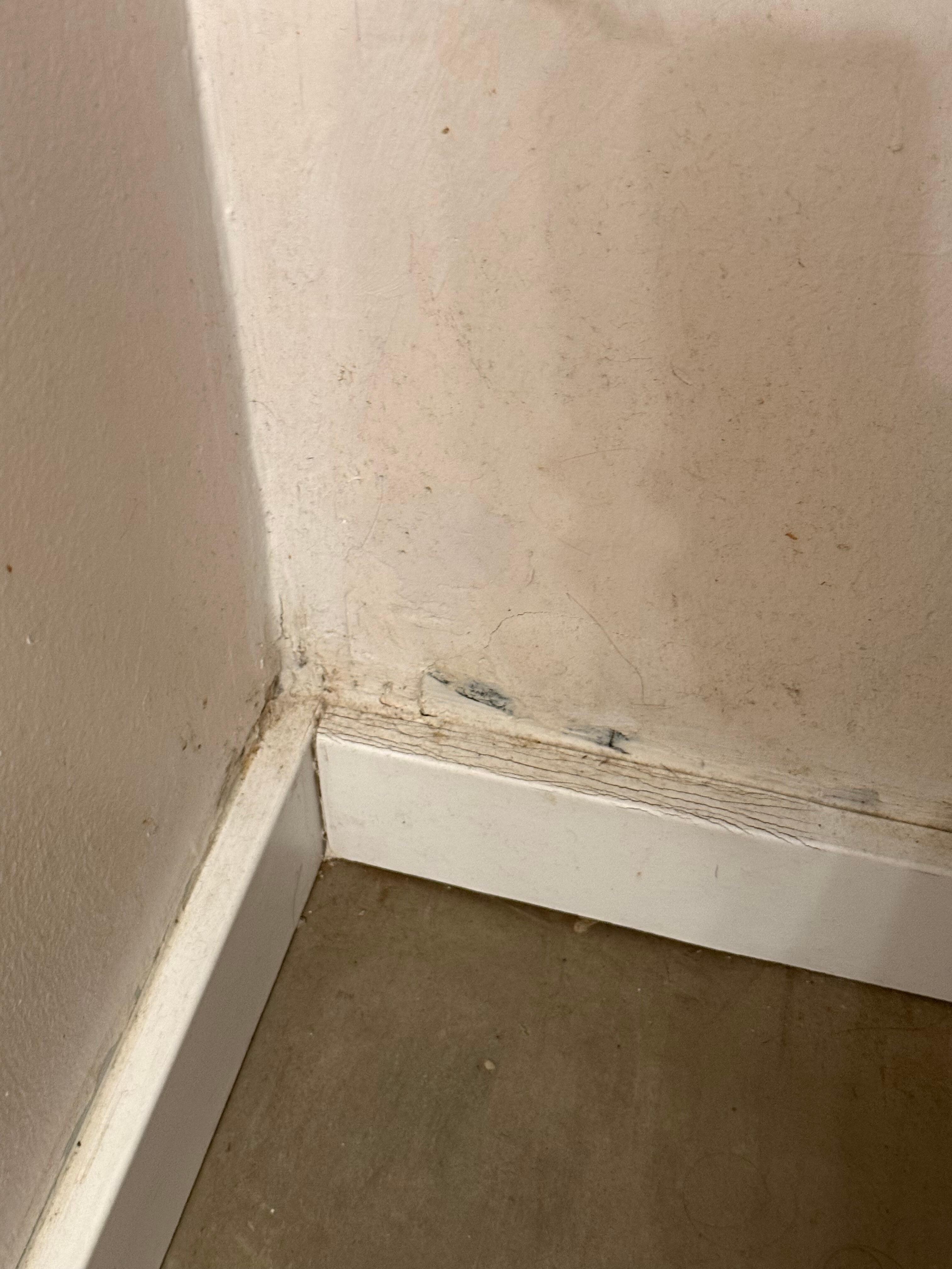 Mold on the walls