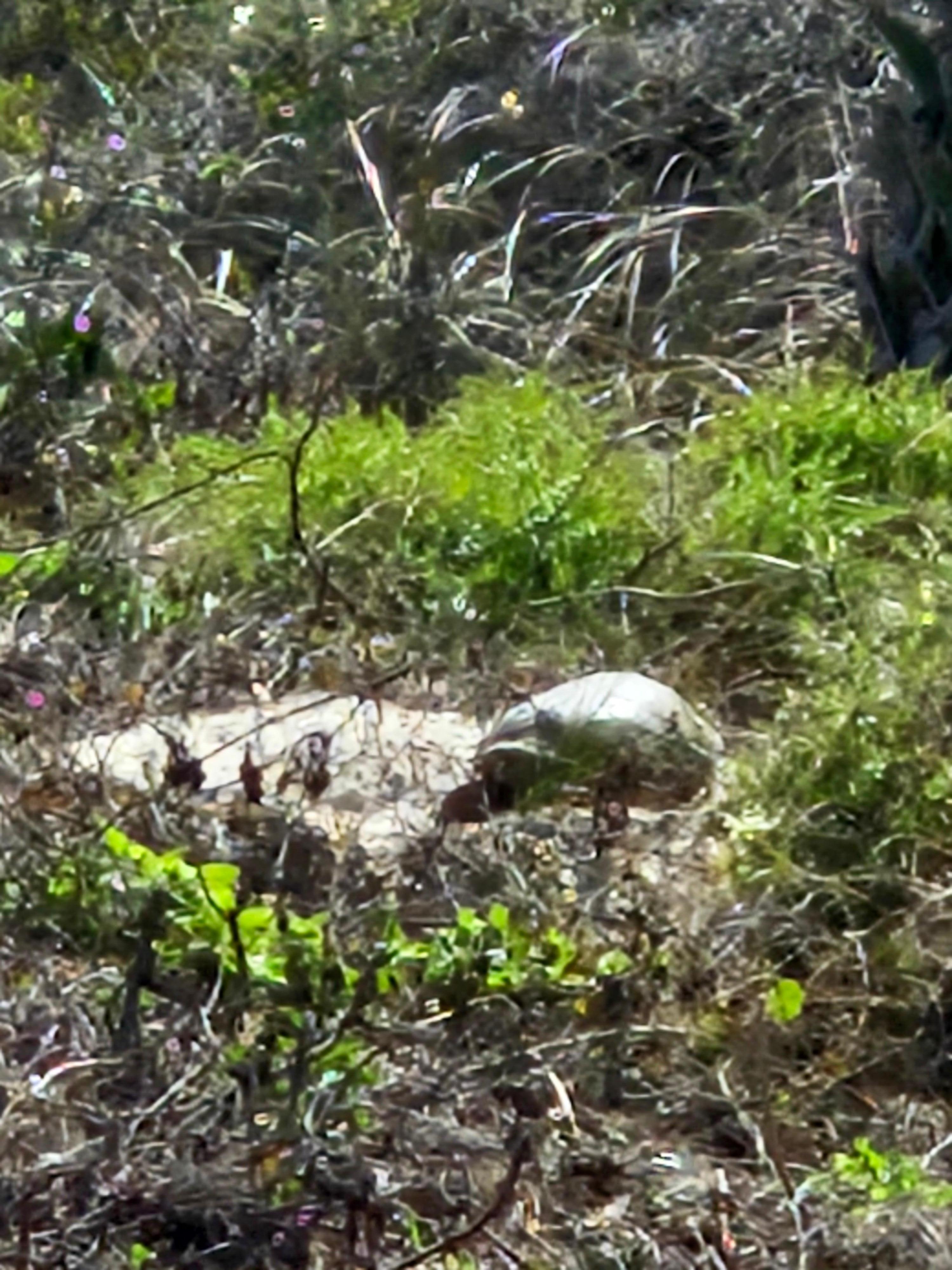 We watched the turtles in the sun from our balcony view. 