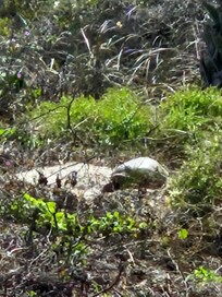We watched the turtles in the sun from our balcony view.