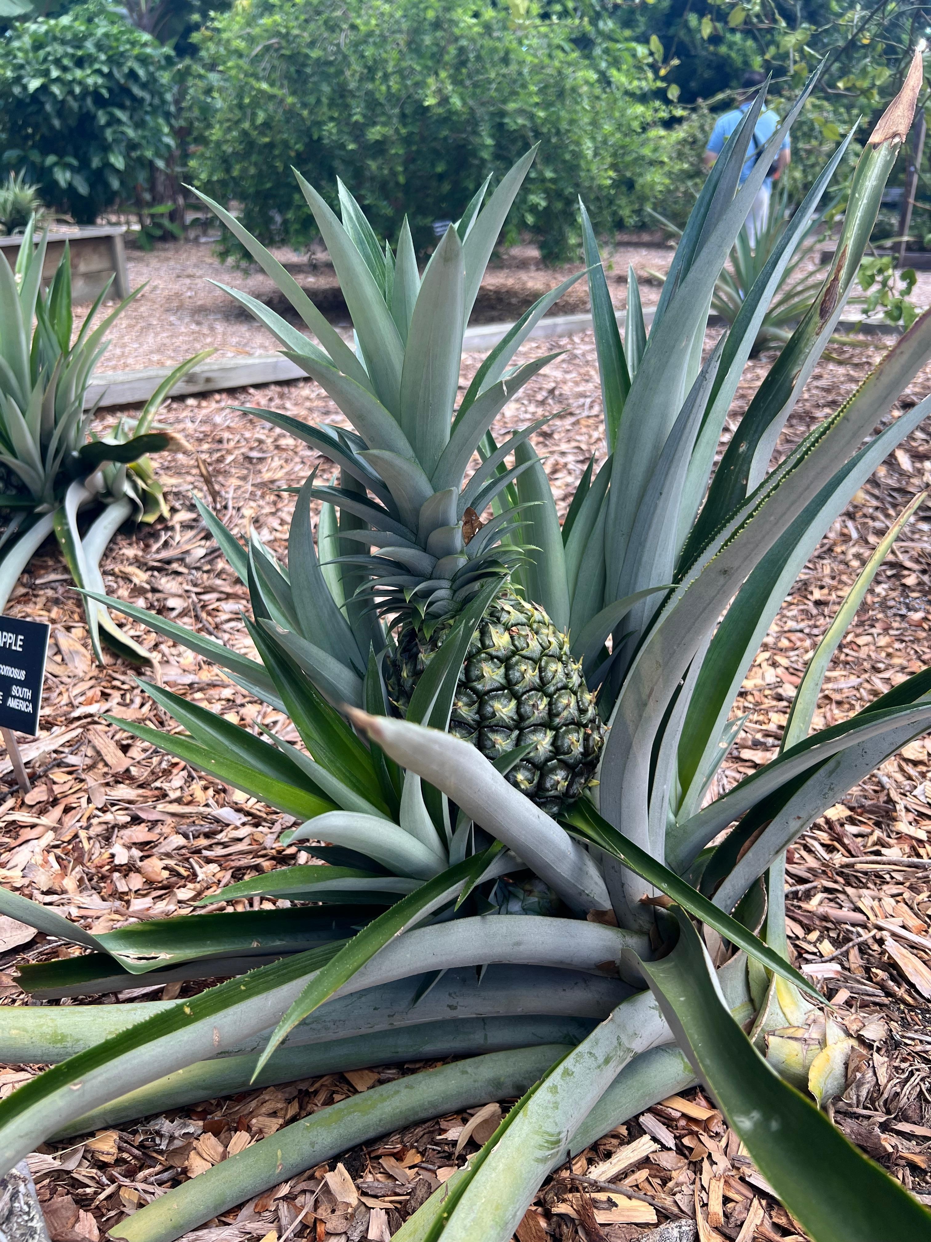 Pineapple at the Florida Botanical Garden. It’s free to go and not far from Plum Paradise 