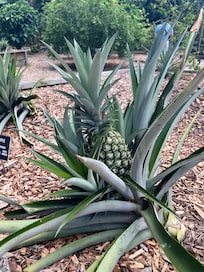Pineapple at the Florida Botanical Garden. It’s free to go and not far from Plum Paradise