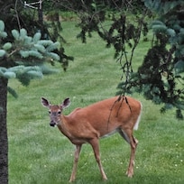 Richard provides corn and a map for placement in the yard to attract the wildlife.