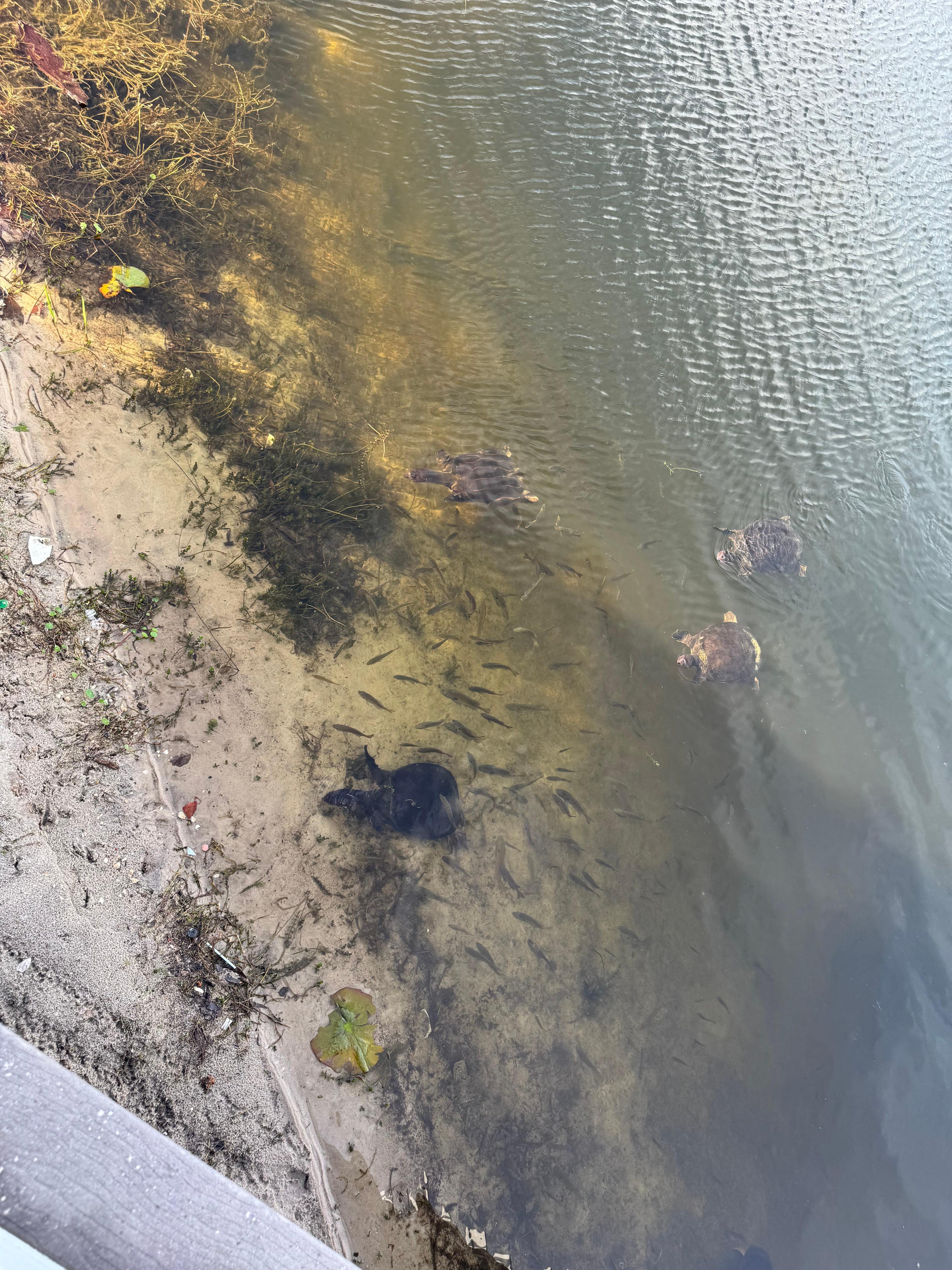 The turtles in the pond by the deck