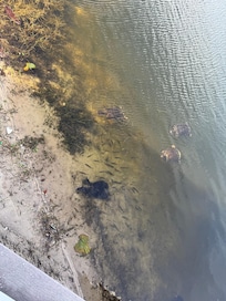The turtles in the pond by the deck