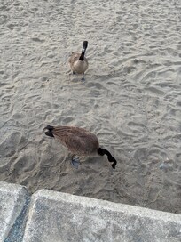 Geese on the beach across from Hotel
