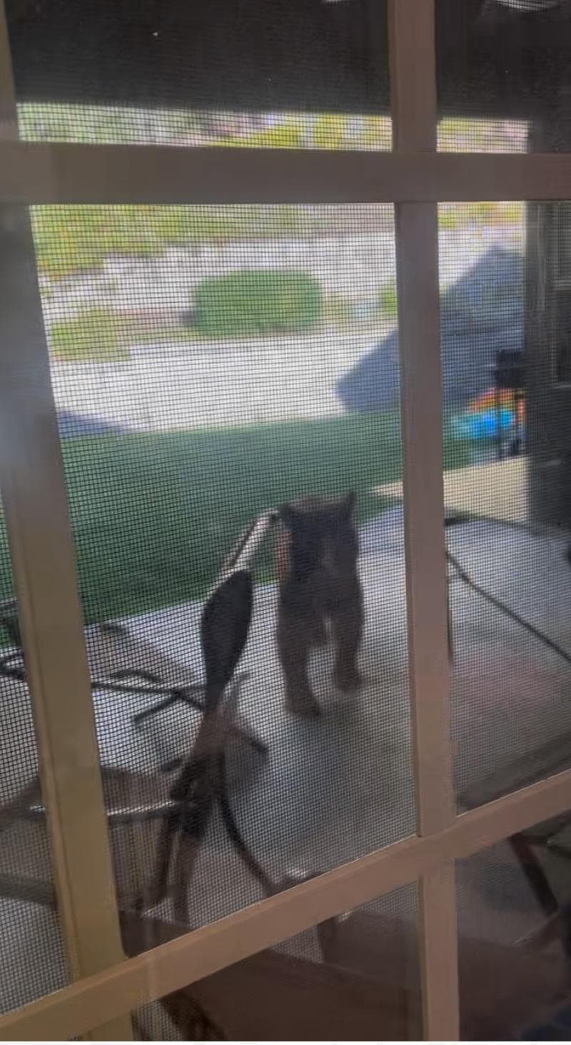 Juvenile bear visit! 
We think it was the eggplant on the grill that drew him into the yard. View from kitchen window.