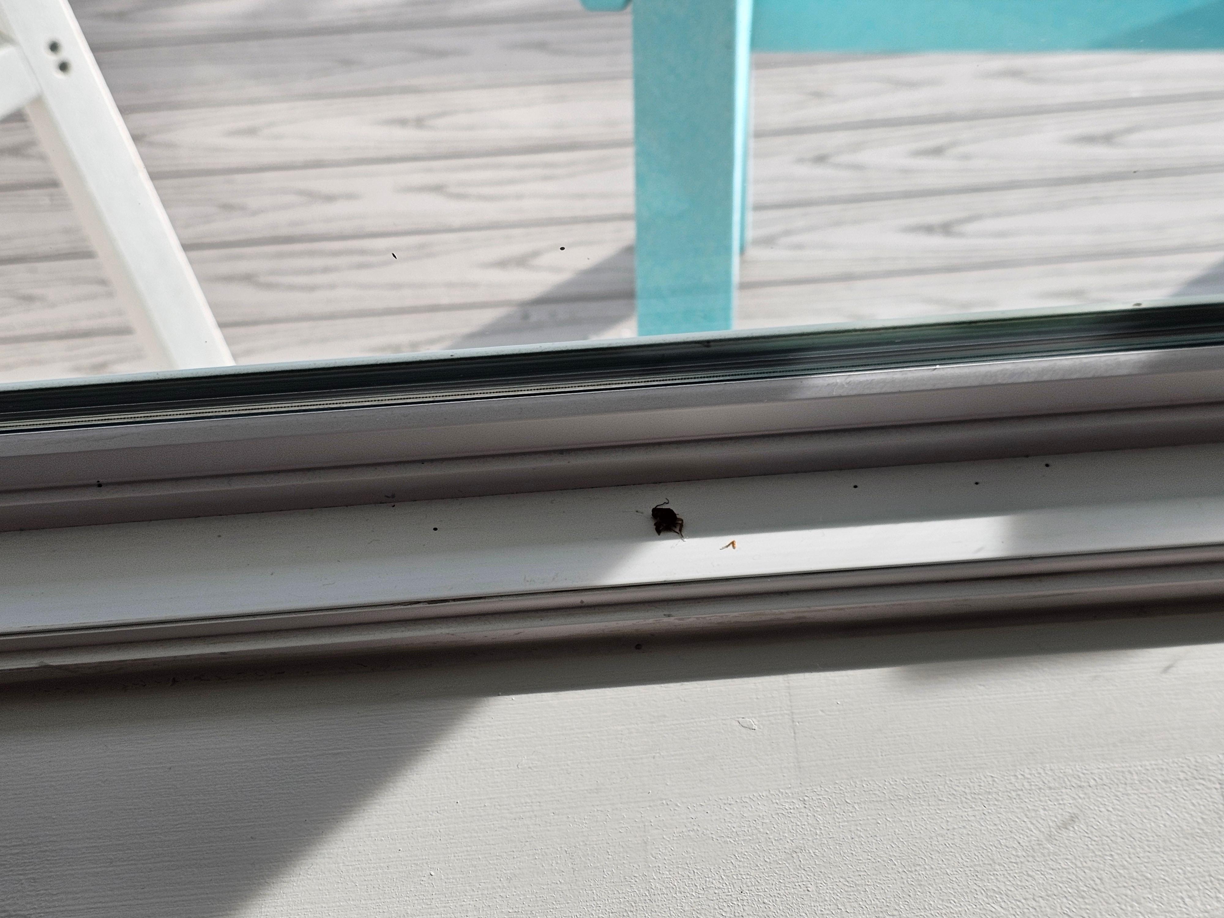 One of the 2 cockroaches.