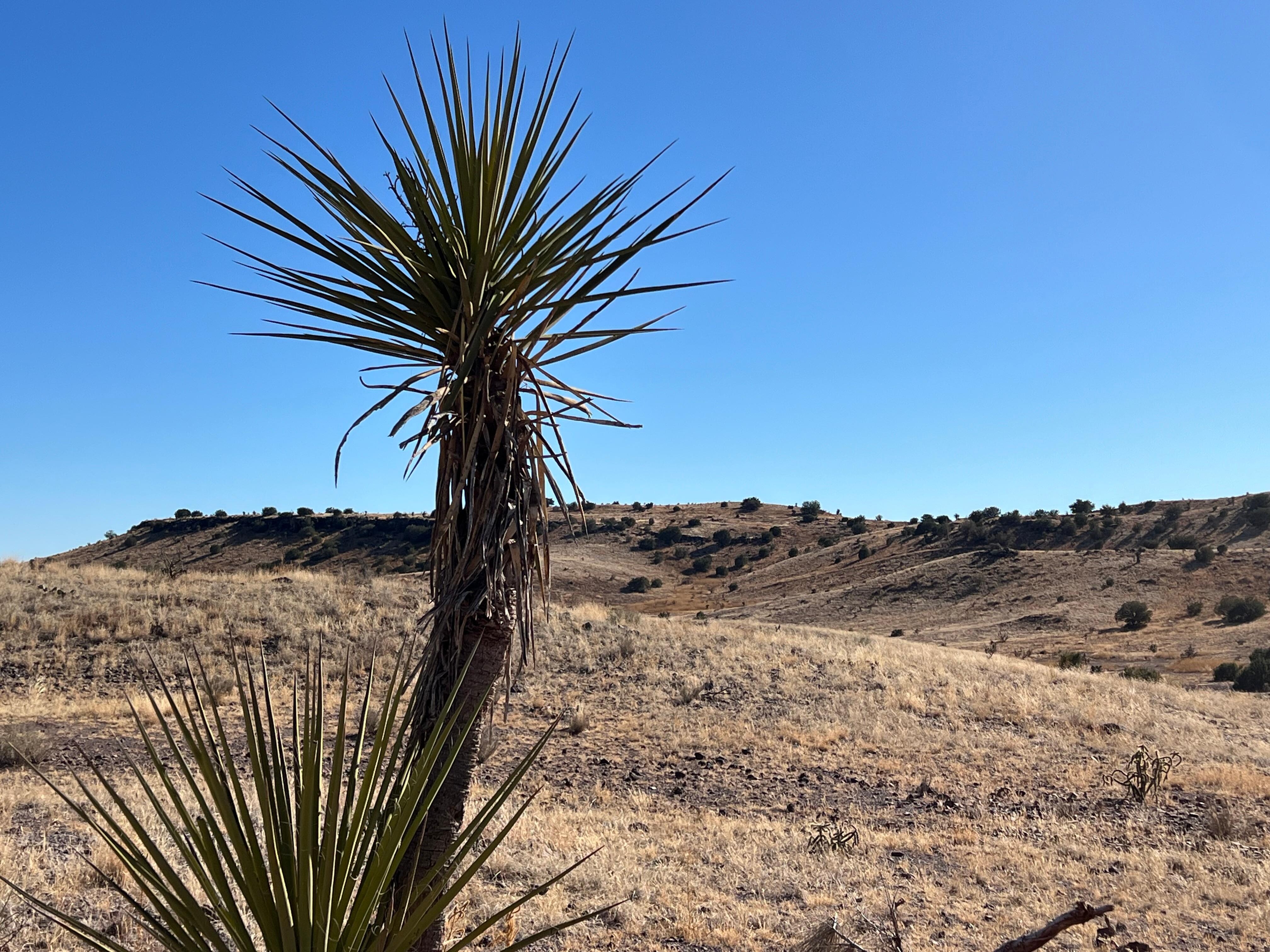 Yucca near Alpine