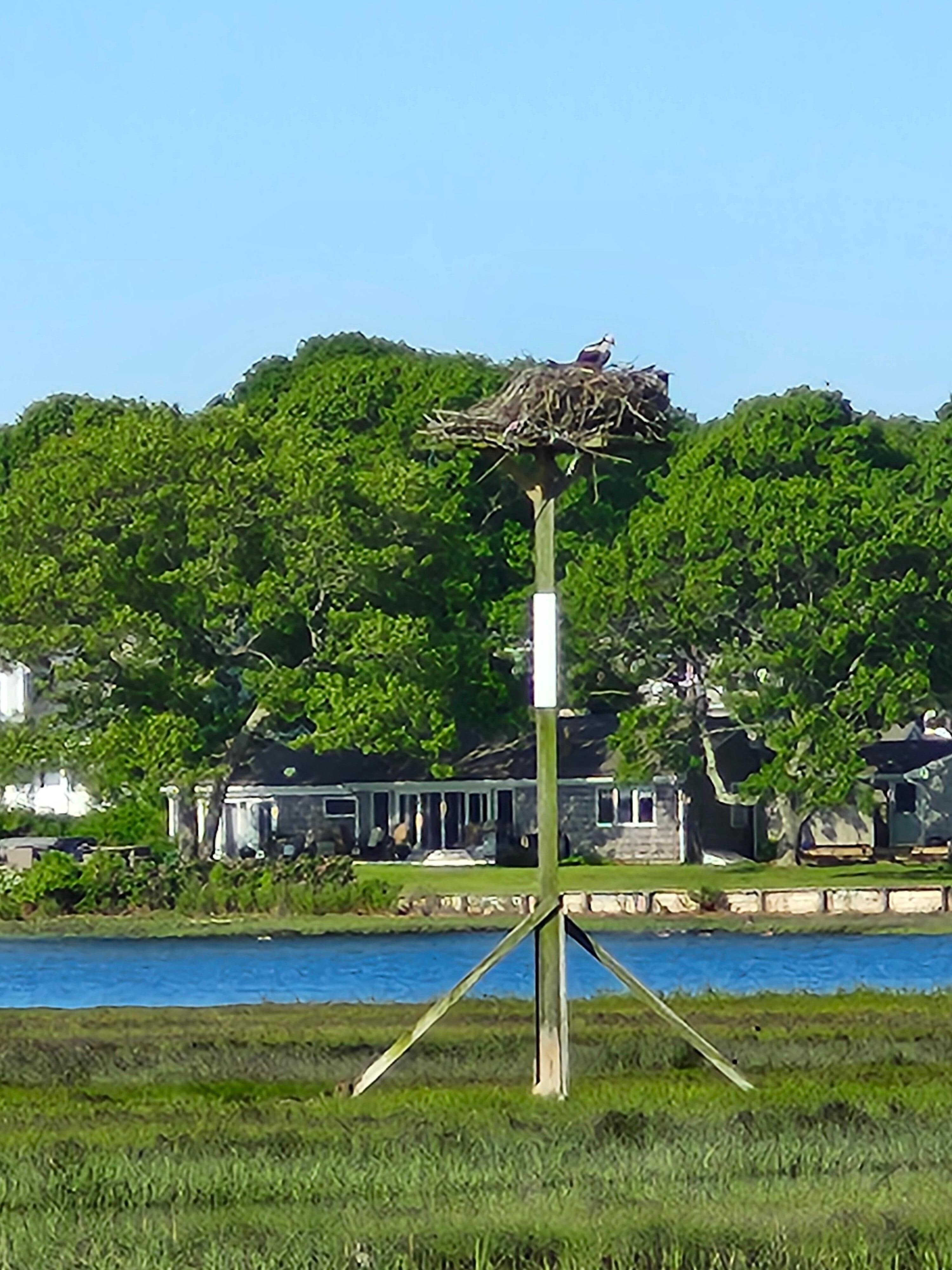 Osprey nest. 