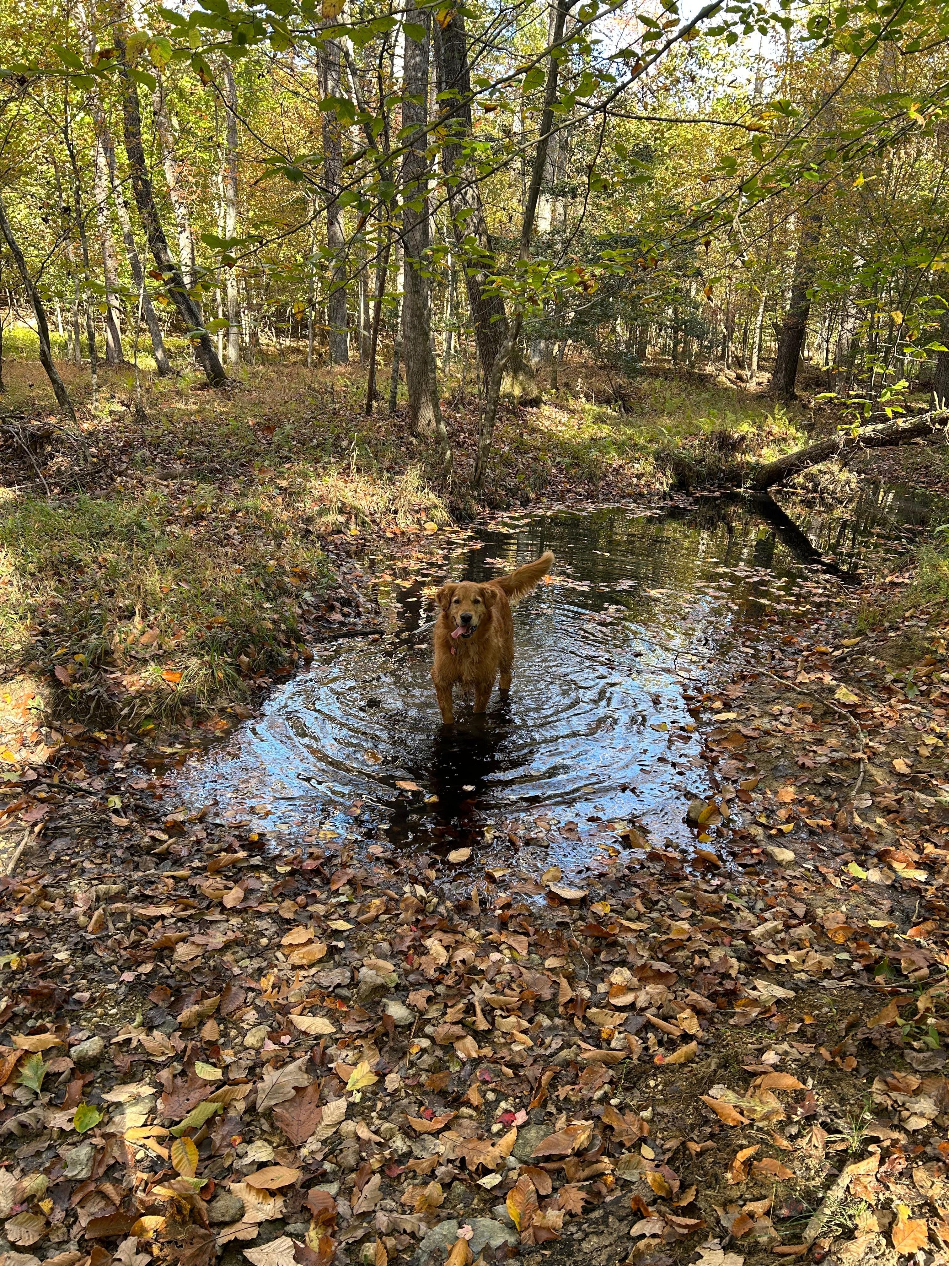Our dog enjoying the trail walk.