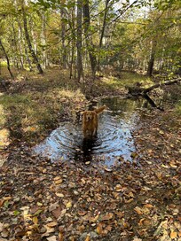 Our dog enjoying the trail walk.