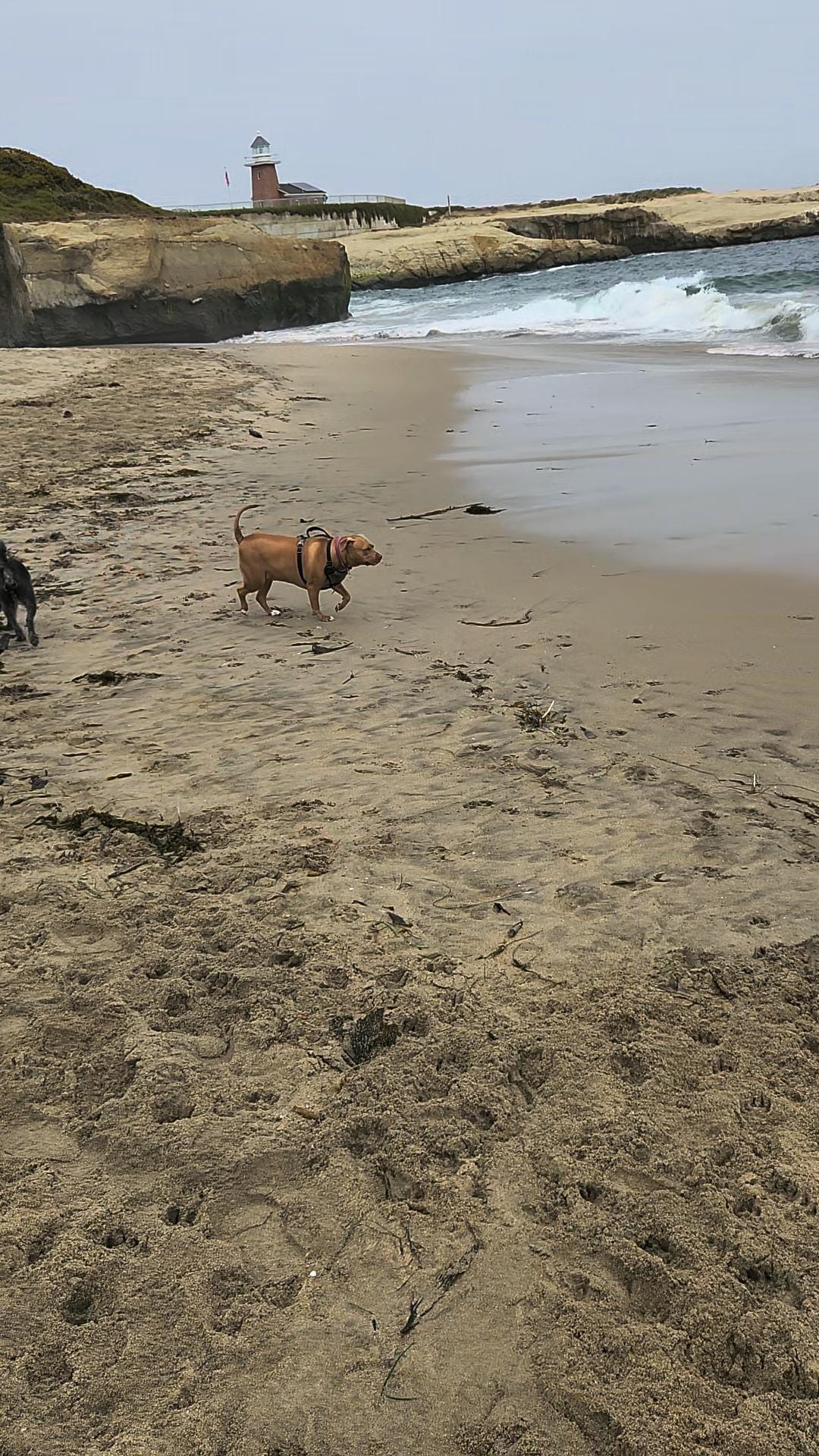 Dog beach past the surfer lighthouse, maybe 1.2 miles away from hotel and so fun! Dogs always there no matter the weather