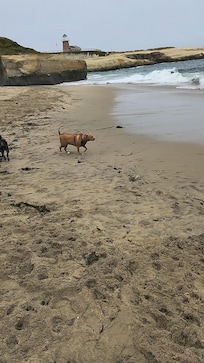 Dog beach past the surfer lighthouse, maybe 1.2 miles away from hotel and so fun! Dogs always there no matter the weather