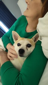 Off duty -therapy dog, getting cuddles and love.