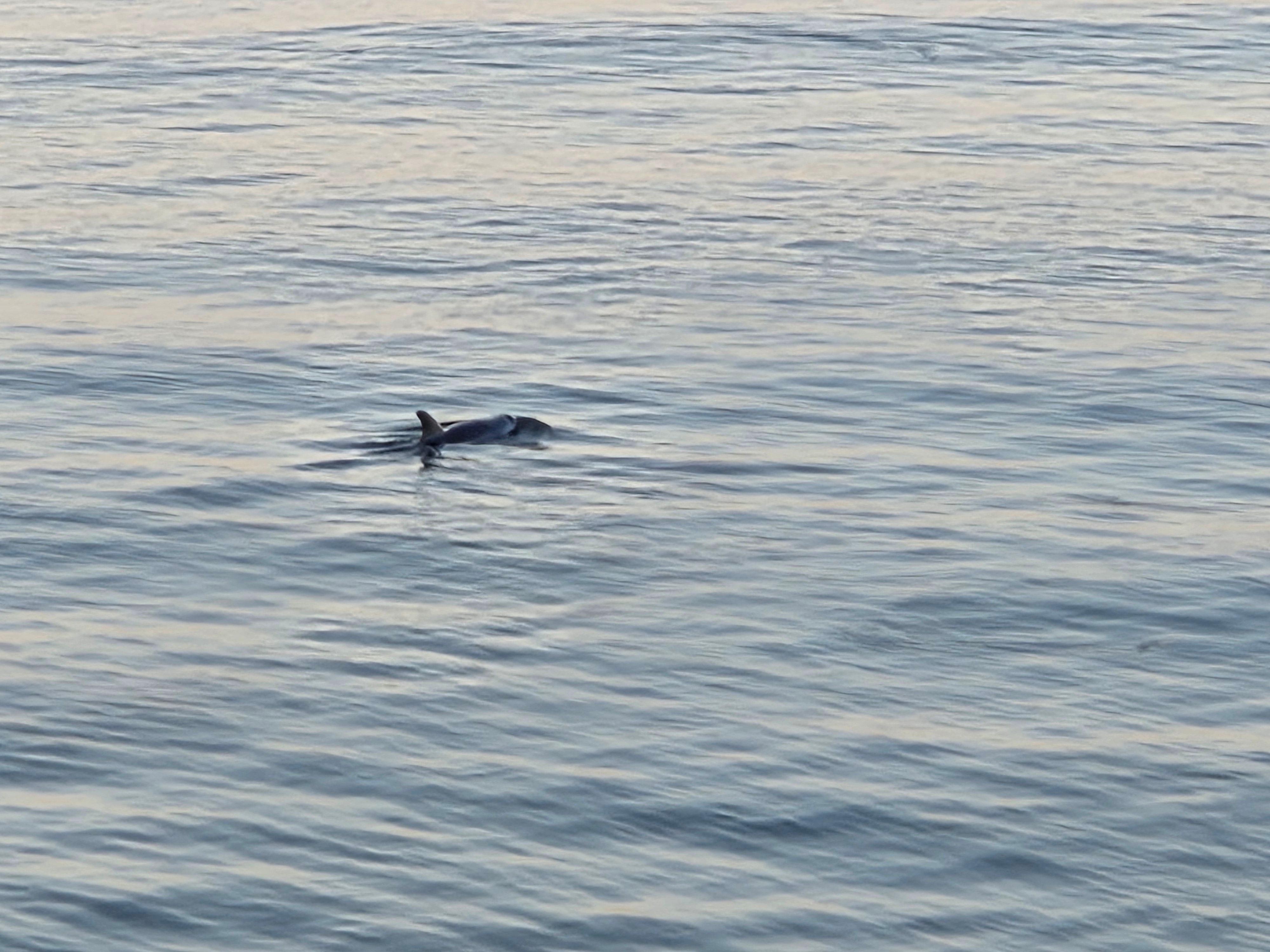 Dolphins were active every morning and often in the afternoon!