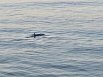 Dolphins were active every morning and often in the afternoon!